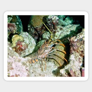 Caribbean Spotted Lobster on Night Dive Sticker